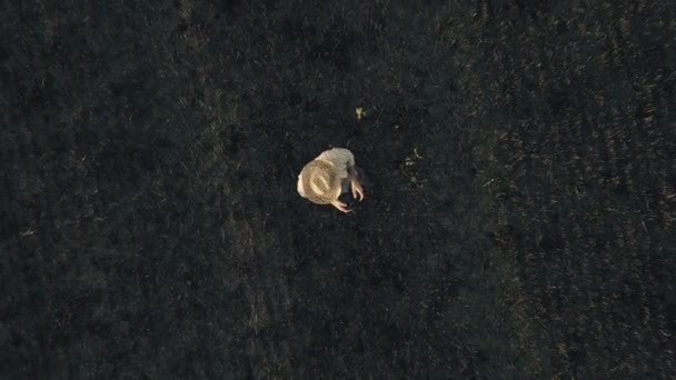 Vue du dessus d'un agriculteur mâle pilotant un drone avec télécommande dans un champ de chaume de blé récolté au coucher du soleil en été 