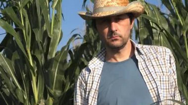 Mısır alanında, düşünme ve sonraki tarımsal etkinlik, kameraya bakarak planlama erkek çiftçi portresi