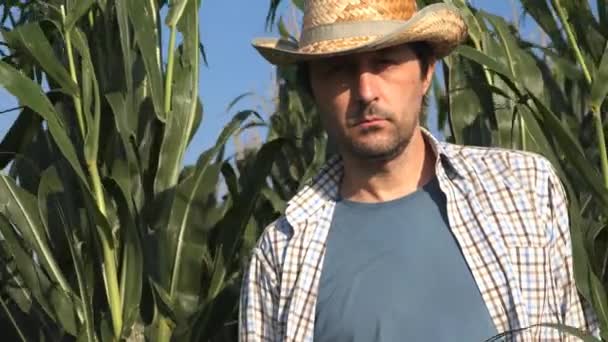 Портрет Мужчины Фермера Кукурузном Поле Размышляющего Планирующего Следующую Сельскохозяйственную Деятельность — стоковое видео