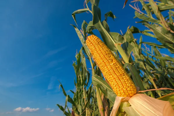 Érett Kukorica Cob Megművelt Területen — Stock Fotó