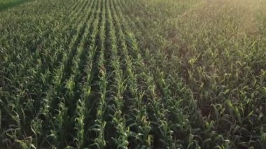 Havadan görünümü dron görüntüleri ekili yeşil mısır alan peyzaj