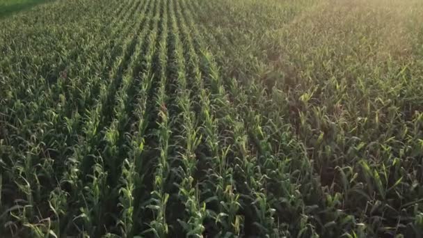 栽培绿色玉米田景观的鸟瞰无人机镜头 — 图库视频影像