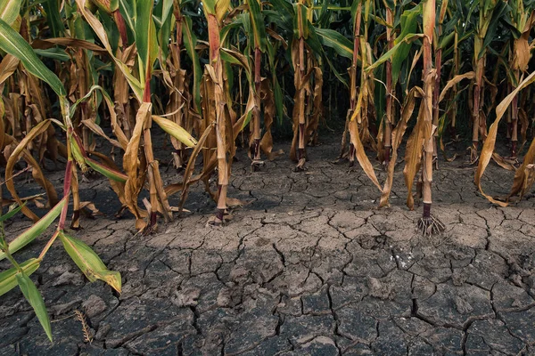 Maisfeld Und Trockenes Schlammiges Land Dürrezeit Auf Ackerland Beeinträchtigt Ertrag — Stockfoto