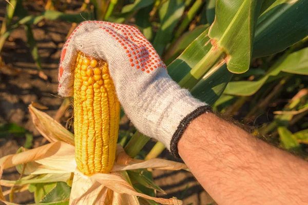 Farmer Hand Picking Ripe Corn Cob Cultivated Field Harvest Season — Stock Photo, Image