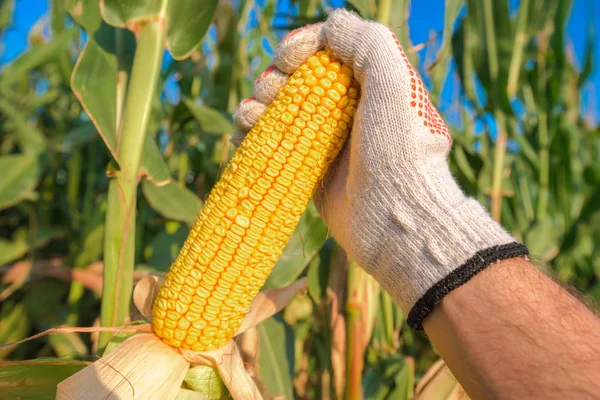 Farmer Hand Picking Ripe Corn Cob Cultivated Field Harvest Season — Stock Photo, Image