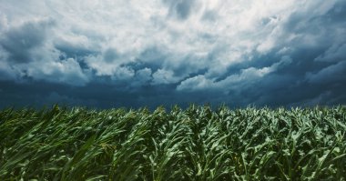 Arka planda dramatik fırtınalı bulutlar ile Mısır kırpma alanı atabilmek