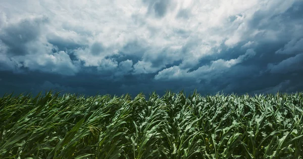 Windstorm Maize Crop Field Dramatic Stormy Clouds Background — Stock Photo, Image