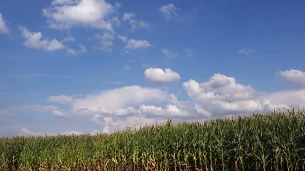 Белые Пушистые Облака Над Зеленым Кукурузным Полем — стоковое видео