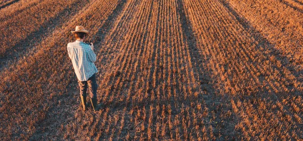Arkadan Görünüş Erkek Çiftçinin Hasat Buğday Anız Alanında Uzaktan Kumanda — Stok fotoğraf