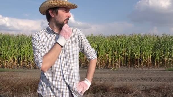 玉米田有关男性农民的画像 思考与规划下一届农业活动 — 图库视频影像