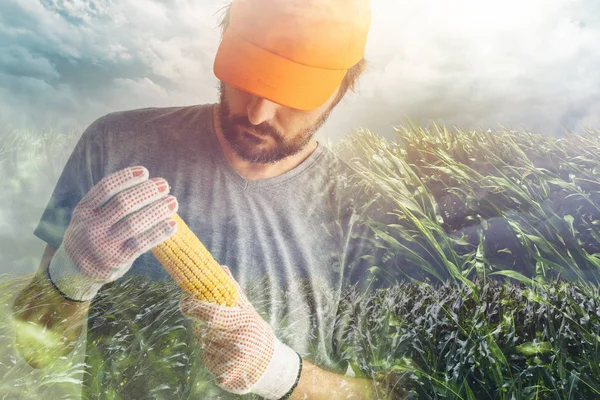 Stolzer Authentischer Bauer Posiert Mit Mais Auf Dem Maiskolben Der — Stockfoto