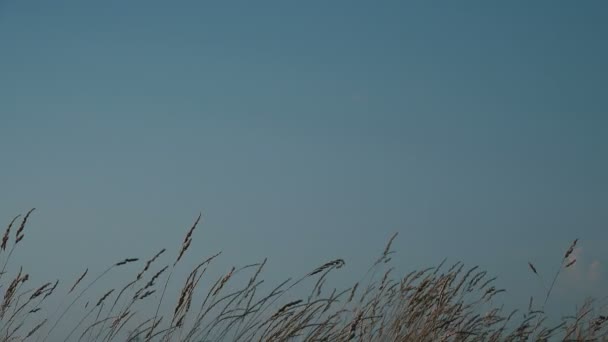 Трава Небо Сільській Місцевості Красивий Літній Пейзаж Рол Кадри Копіювання — стокове відео