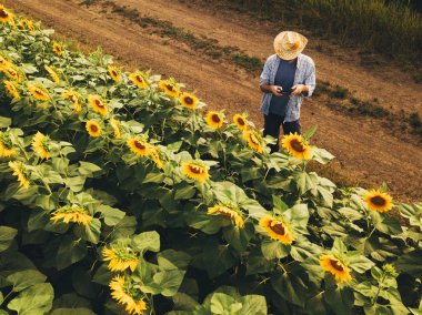 Farmer agronomist using drone to examine blooming of sunflower crops in field from above, using modern technology in agriculture and food production industry. clipart