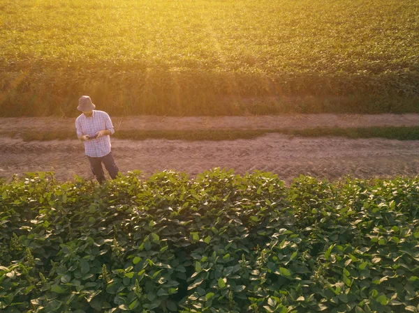 Agrônomo Agricultor Usando Drone Para Observar Controlar Campo Soja Cultivada — Fotografia de Stock