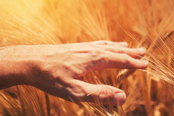 Verantwortungsbewusste Landwirtschaft Und Pflanzenschutzkonzept Agrarwissenschaftler Berühren Reifende Gerstenähren Auf Kultiviertem — Stockfoto