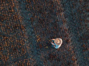 Erkek çiftçinin hasat buğday anız alanında uzaktan kumanda ile bir dron yaz gün batımı uçan üstten görünüm