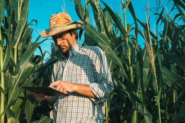 タブレット コンピューターのトウモロコシ畑 農産物の現代技術を使用して深刻な自信を持って男性と農民農業 — ストック写真