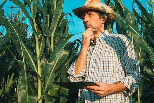 Farmer agronomist with tablet computer in corn crop field, serious confident man using modern technology in agricultural production