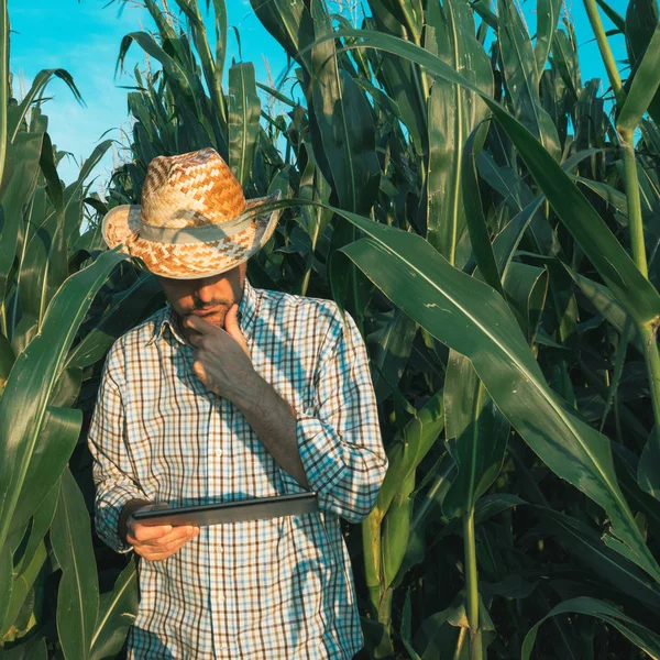 Farmer Agronomist Tablet Computer Corn Crop Field Serious Confident Man — Stock Photo, Image