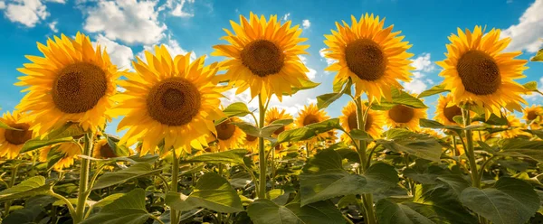 Campo Cultivo Girasol Floreciente Soleado Día Verano —  Fotos de Stock