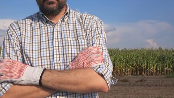 Hombre Agricultor Señalando Pulgares Hacia Arriba Campo Maíz — Vídeo de stock