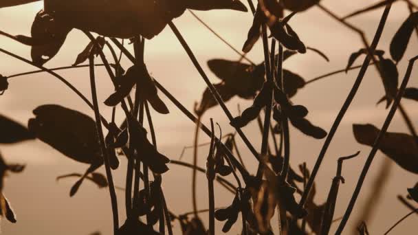 Plodiny Připraven Sklizeň Zralého Sojové Lusky Západu Slunce Podsvětlený — Stock video