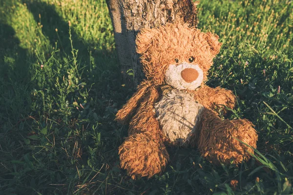 Miserable Abandoned Teddy Bear Outdoors Leaning Tree — Stock Photo, Image