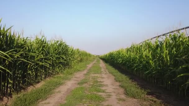 Polní Cesta Přes Kukuřičné Pole Létě Odpoledne — Stock video