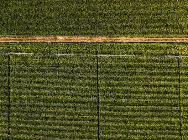 Drone Photography Aerial View Water Irrigation System Cultivated Cornfield — Stock Photo, Image