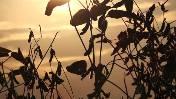 Zralé Sóji Rostliny Západu Slunce Svítí Zpět Slunečního Záření — Stock video