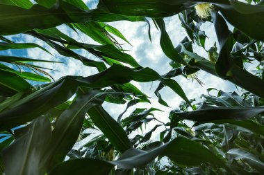 Mısır mahsul Mısır alanında, düşük açılı görünüş