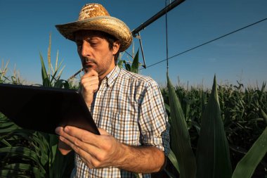 Tablet bilgisayar mısır tarlası Sulama sistem dışı işlemi sırasında sıcak yaz günü ile kullanarak ciddi endişe çiftçi