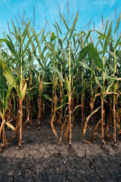 옥수수 Mudcracked 농지에 수익률 옥수수 수확에 영향을 미치는합니다 — 스톡 사진