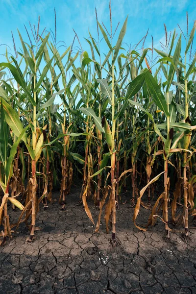 Maisfeld Und Trockenes Schlammiges Land Dürrezeit Auf Ackerland Beeinträchtigt Ertrag — Stockfoto