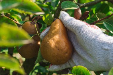 Malzeme çekme armut meyve organik meyve bahçesi içinde el, yakın çekim