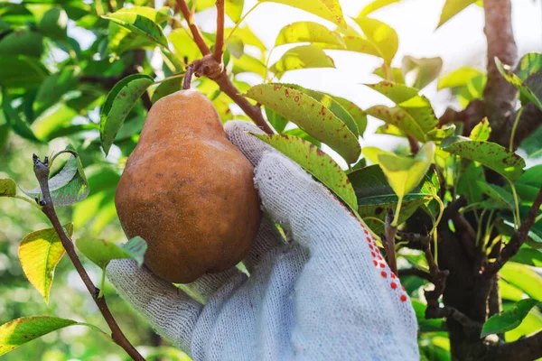 Hand Picking Pear Fruit Organic Orchard Close — Stock Photo, Image