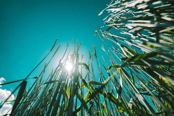 Green Spelt Triticale Wheat Crops Growing Cultivated Field Low Angle — Stock Photo, Image