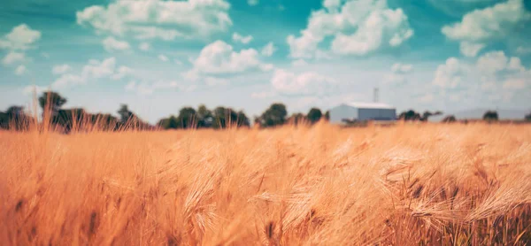 Terreno coltivato a orzo con azienda agricola sullo sfondo — Foto Stock