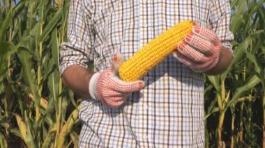 Üzerinde Mısır ile poz gurur otantik çiftçi kendi ekili alanda üretilen