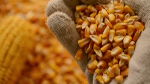 Poignée Grains Maïs Récoltés Tas Gros Plan — Video