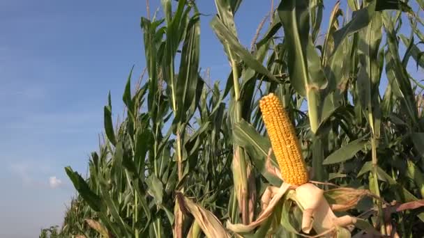 Ripe Corn Cob Cultivated Field — Stock Video