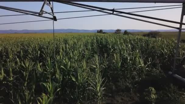 Drone Beelden Luchtfoto Van Water Irrigatiesysteem Gecultiveerde Cornfield — Stockvideo