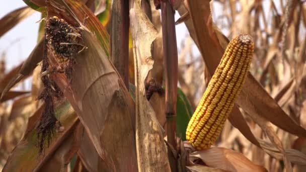 Érett Kukorica Cob Megművelt Területen — Stock videók