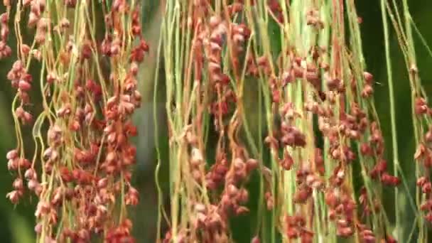 Sorgo Bicolor Cultivado Gran Mijo Campo Agrícola — Vídeos de Stock