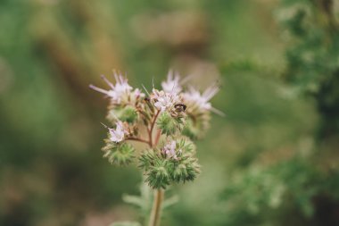 Phacelia tanacetifolia alanında çiçeklenme. Bu bitki türleri de ortak adları dantelli phacelia, mavi solucan otu veya mor solucan otu tarafından bilinmektedir.