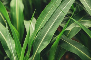 Hayvan beslemek, ekili plantasyon detay olarak yetiştirilen sorgum darı alan