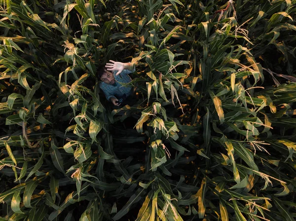 Farmer Cultivated Corn Field Waving Drone Camera Directly Him — Stock Photo, Image