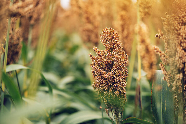 Sorghum, flowering plant is cultivated and grown for grains