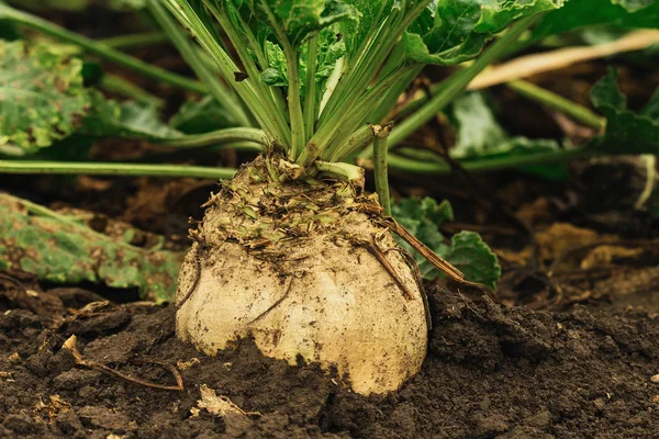 Organik şeker pancarı alan. Kopya alanı ile görüntü.