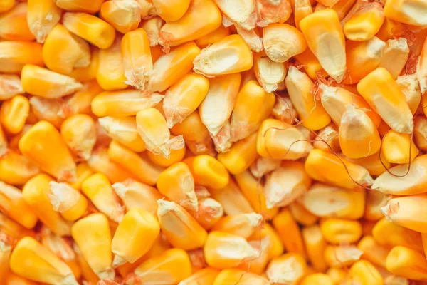 Собранные Кукурузные Зерна Кучи Выборочным Фокусом — стоковое фото